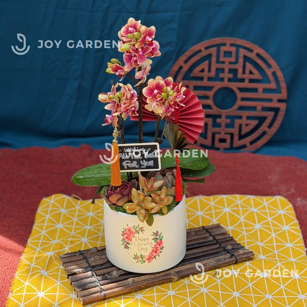 Lan hồ điệp - Cam Salmon [Chậu T15]