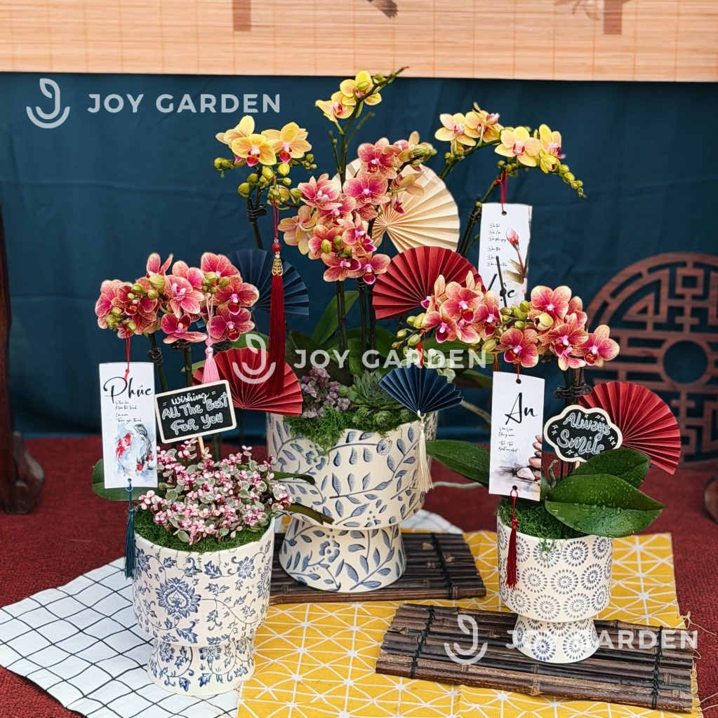 Lan hồ điệp Lam Nhã [lớn]