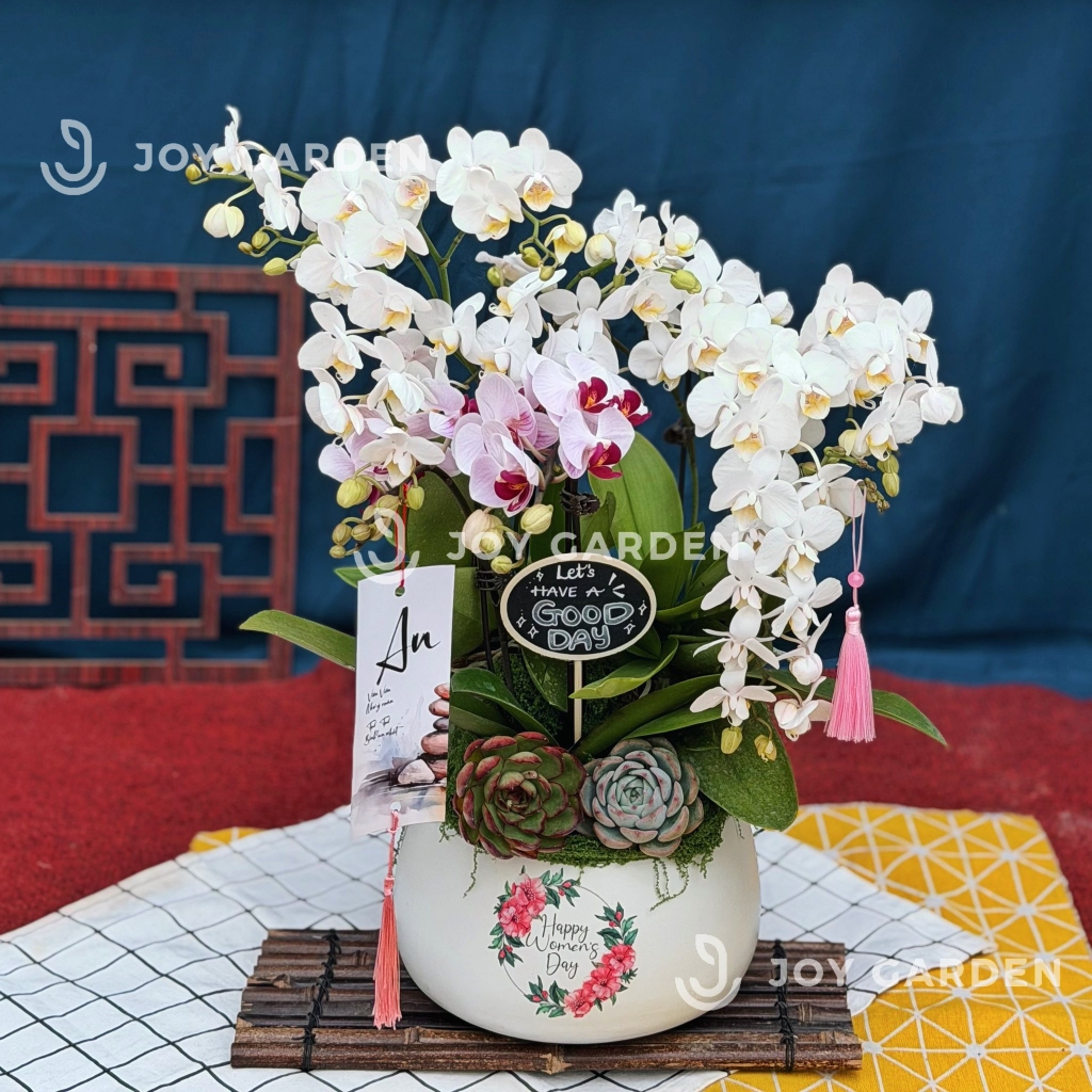 Lan hồ điệp [Chậu D18]