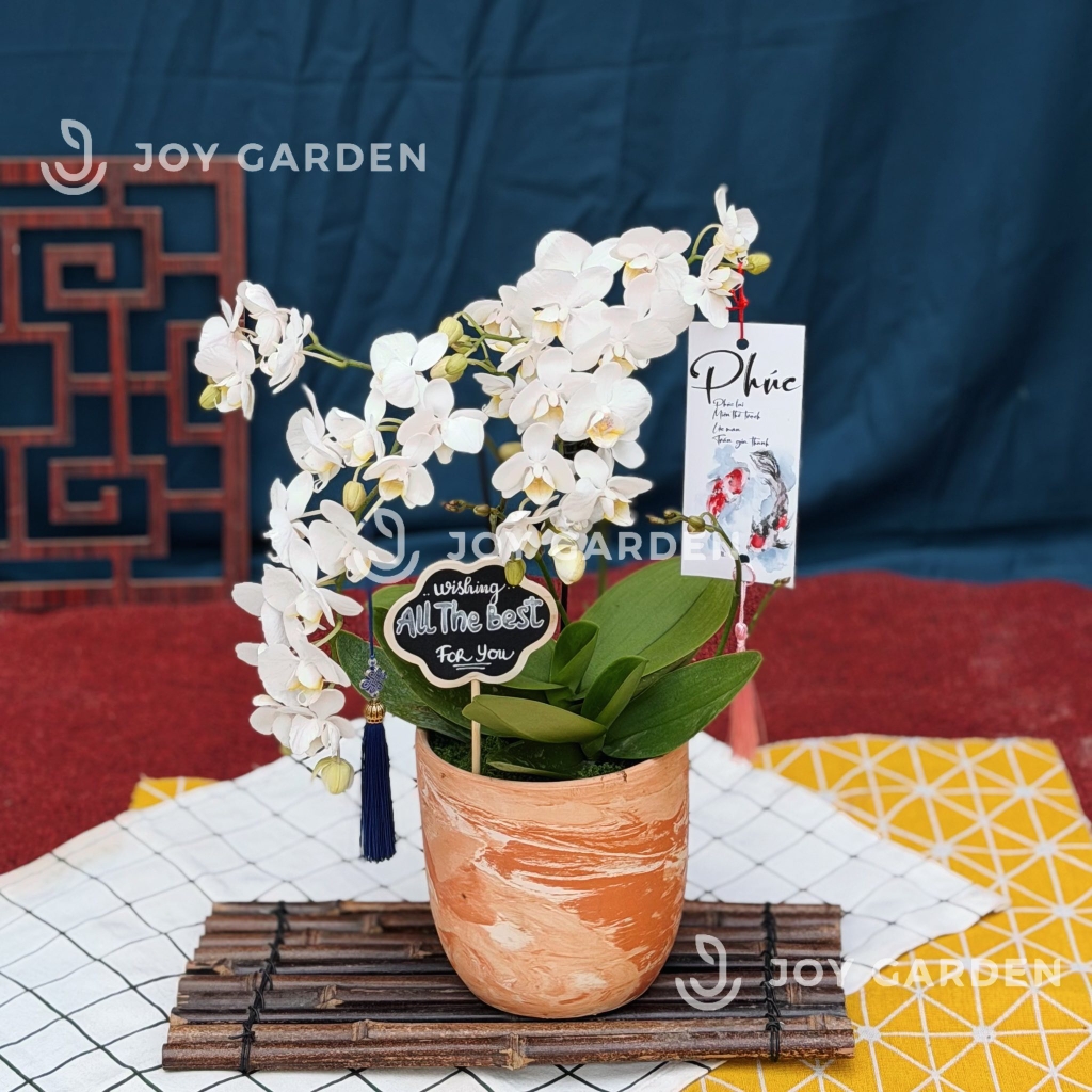 Lan hồ điệp [Chậu Terra]