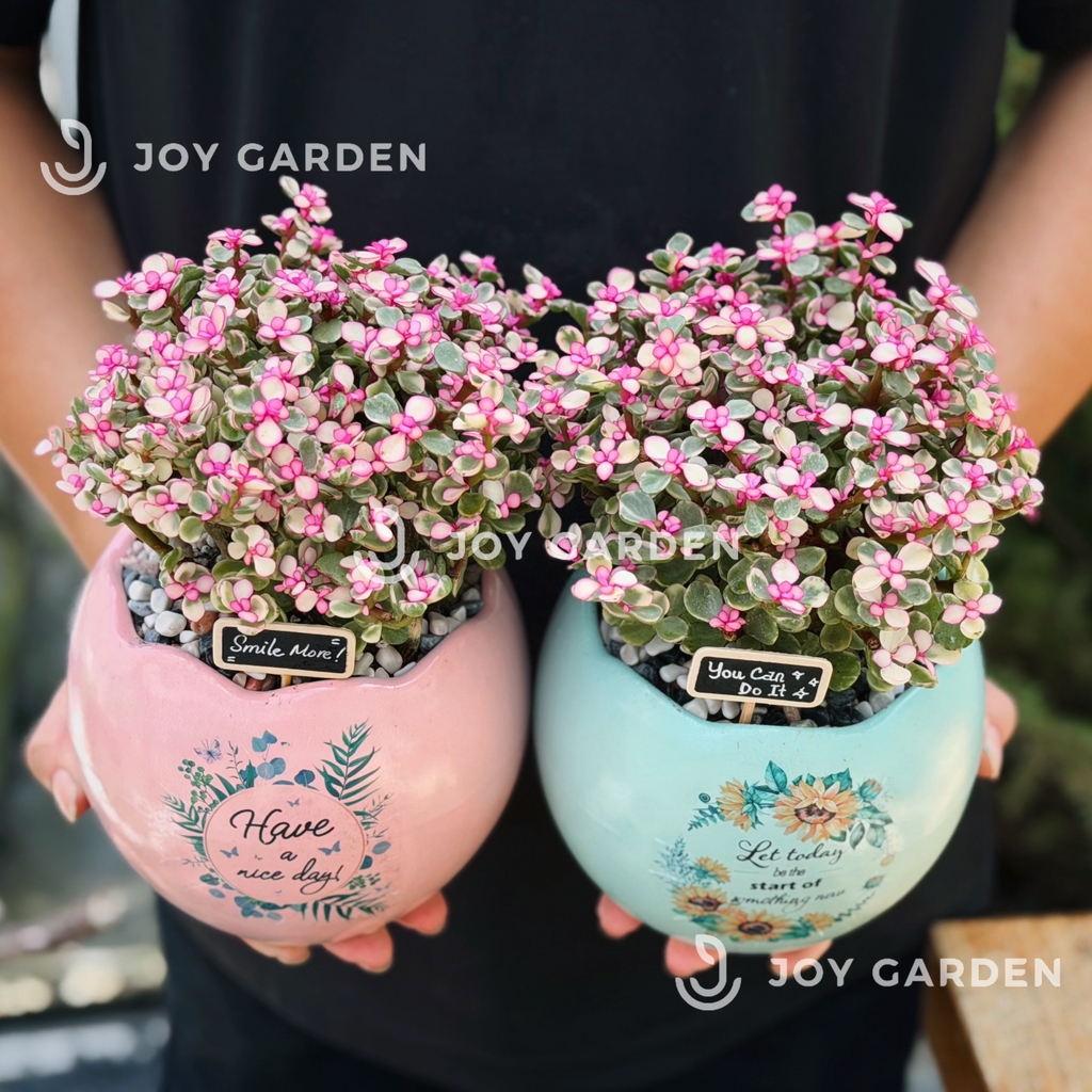 Đô la Sakura [Chậu TR]