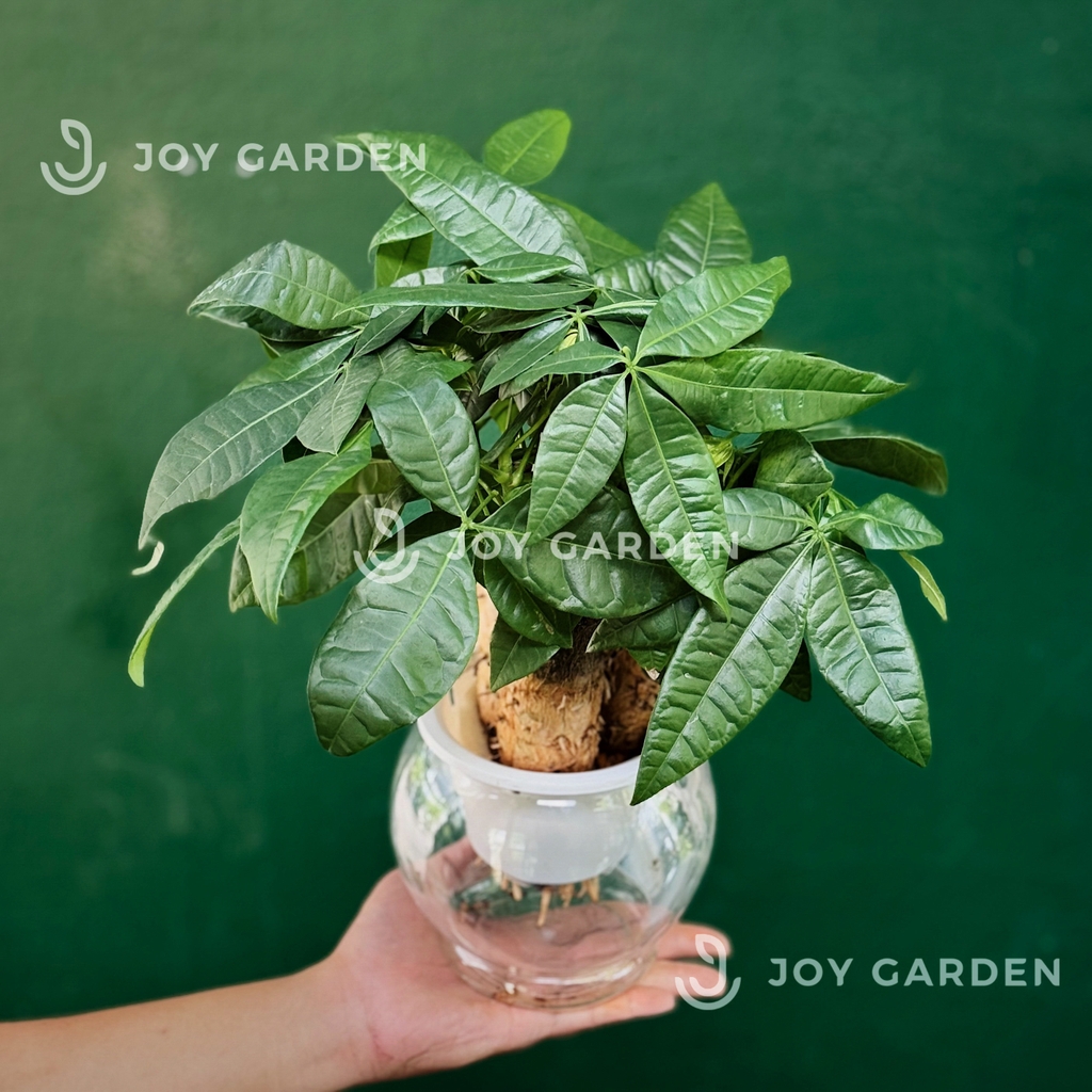 Kim ngân 3 củ thủy sinh