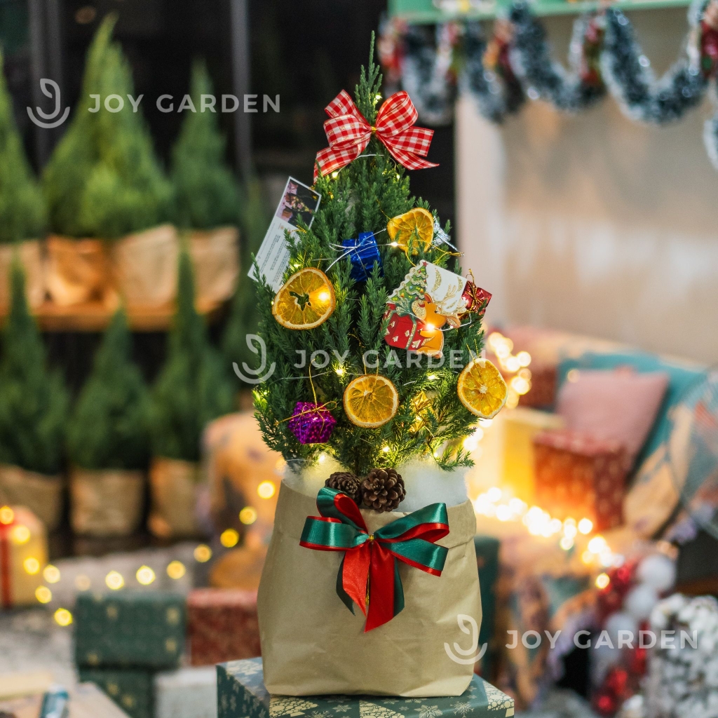 Set Tùng Kraft [Tông Cam] Size M