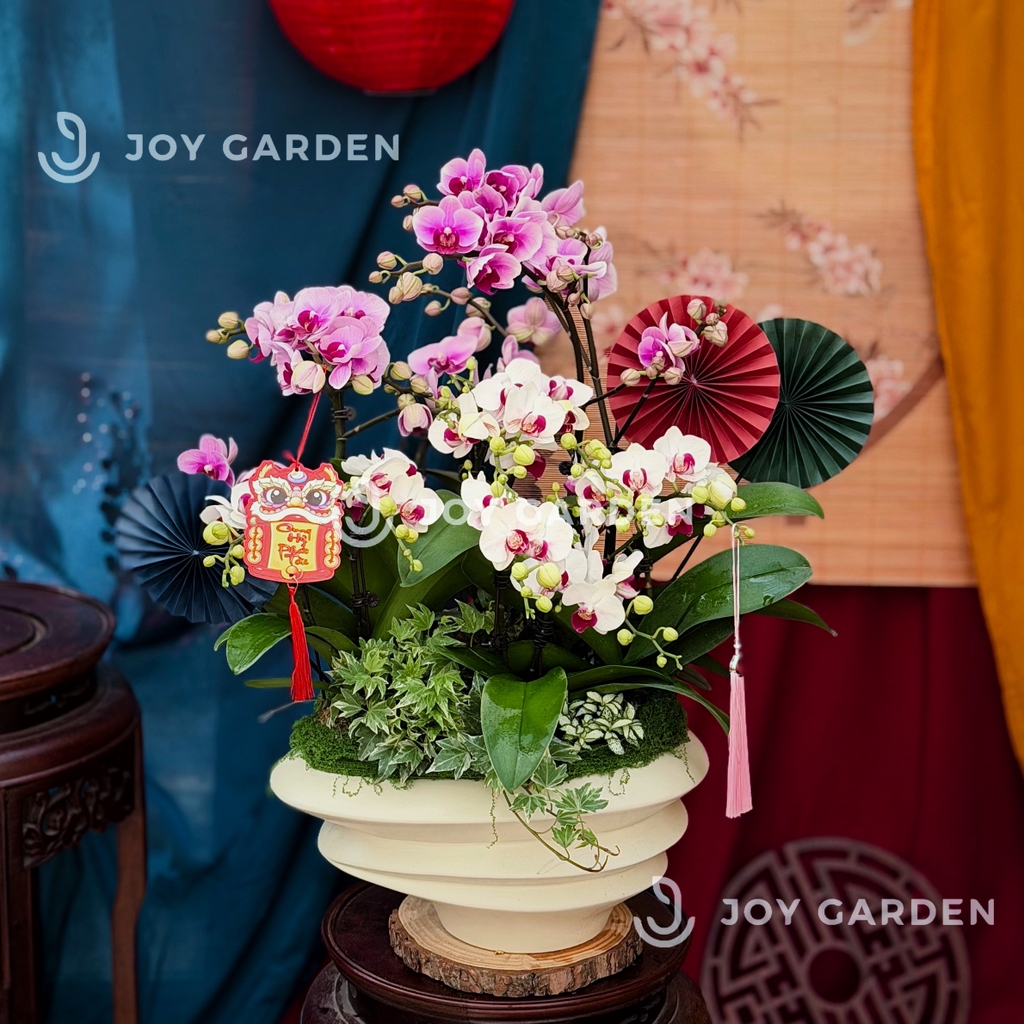 Lan Hồ Điệp Ngọc Ngà