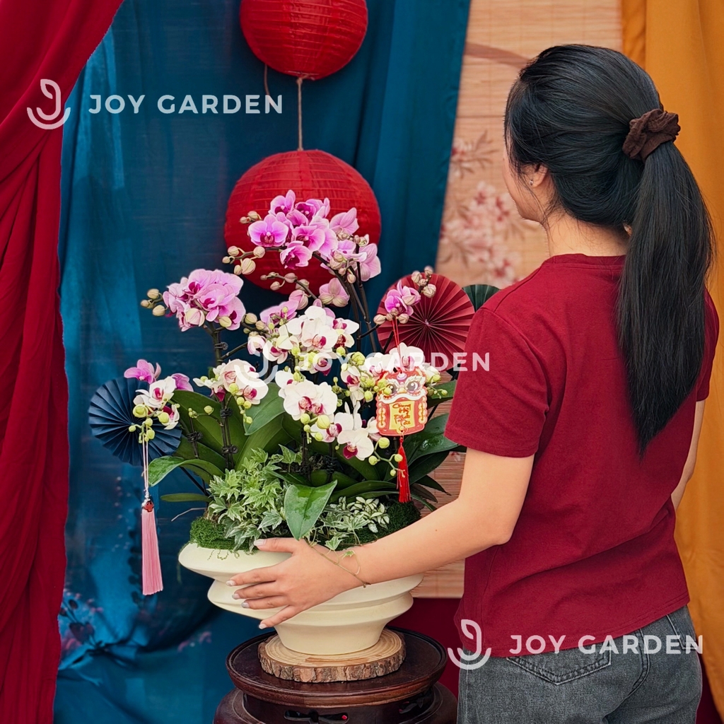 Lan Hồ Điệp Ngọc Ngà