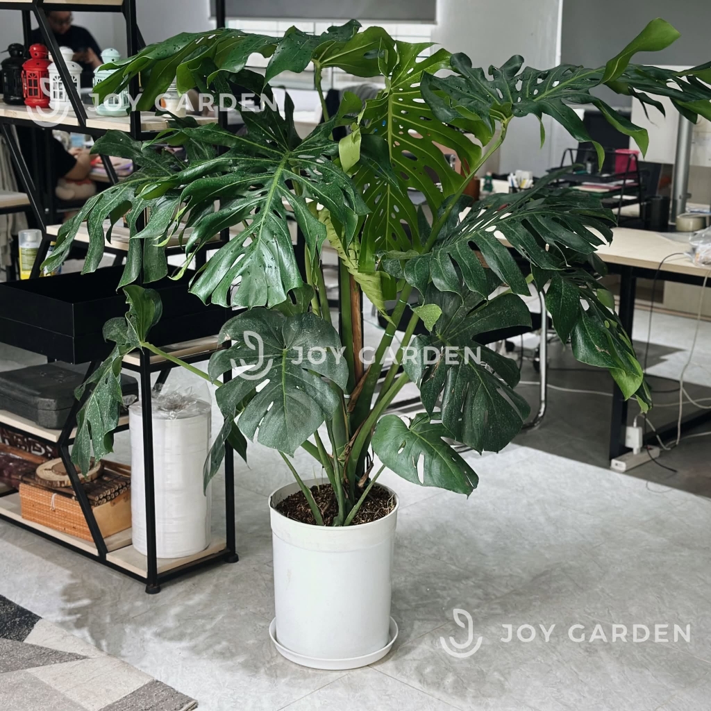 Monstera [size 140] Chậu nhựa