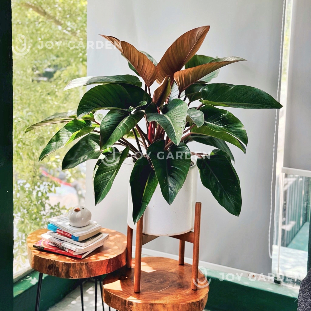 Đôn gỗ [Wooden Plant Stand] (D31H35 Caramel)