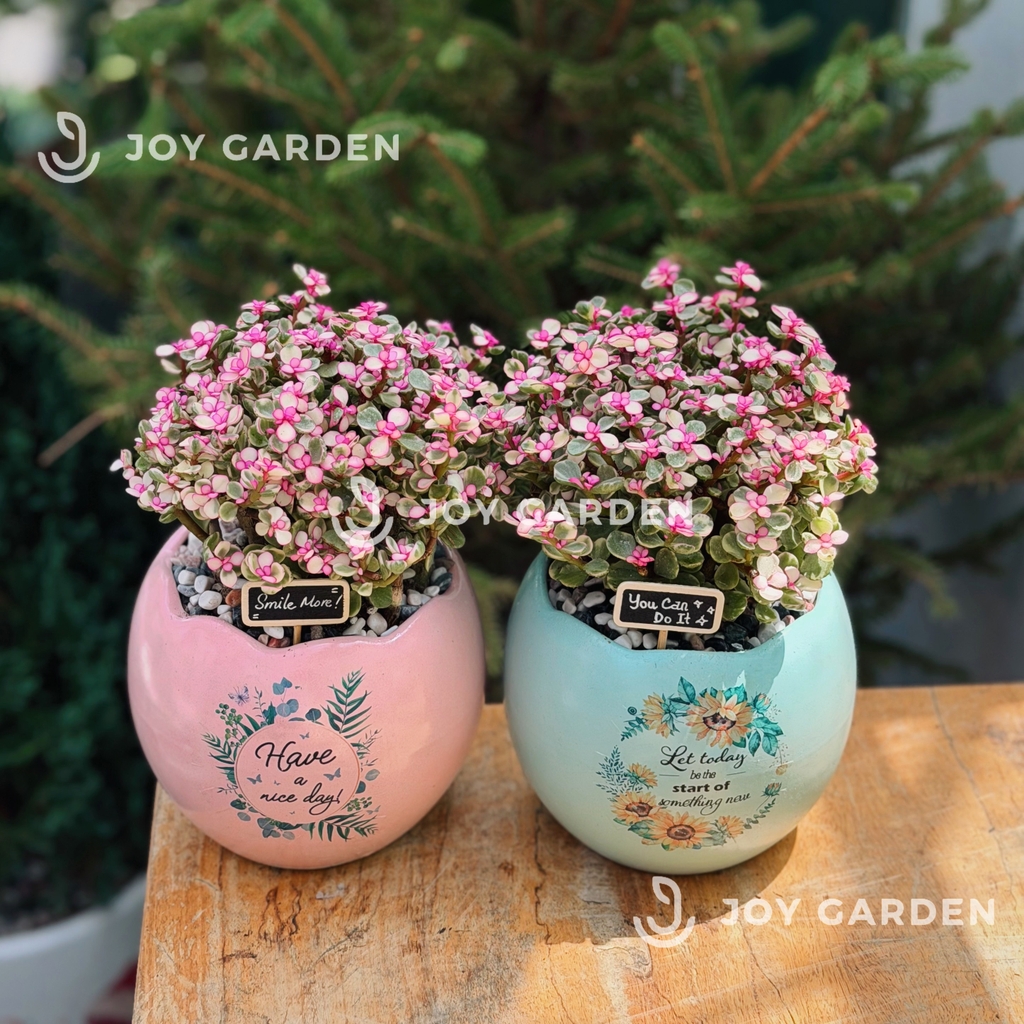 Đô la Sakura [Chậu TR]