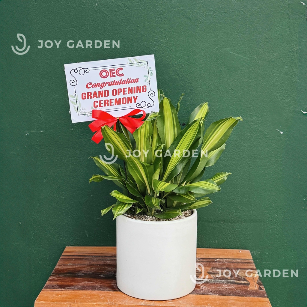 Phát Tài sọc vàng [Chậu T28]