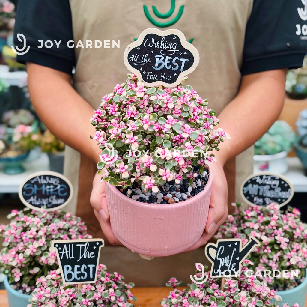 Đô la Sakura [Chậu CT13]