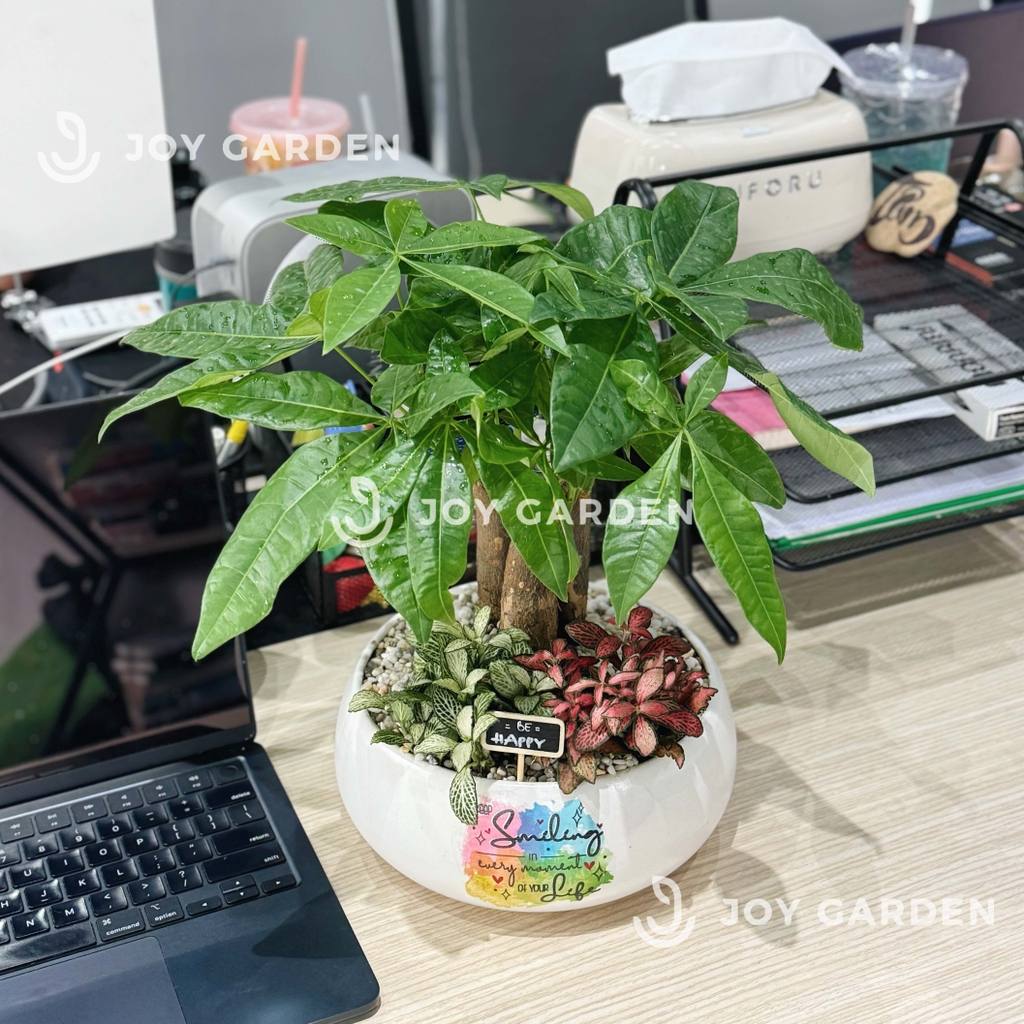 Kim ngân mix Lá may mắn [Chậu DL20]