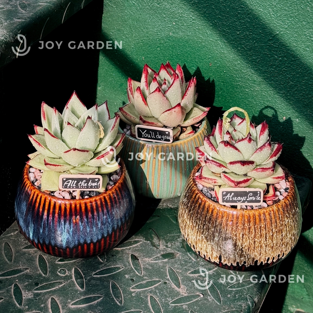 Sen đá Đế Vương [Chậu Hỏa biến]