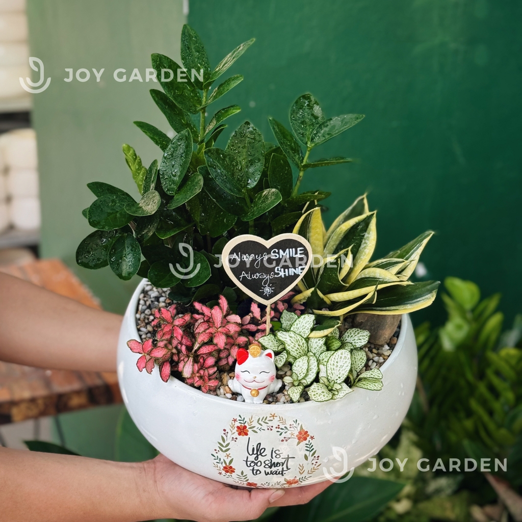 Tiểu cảnh Kim Tiền Cát Tường