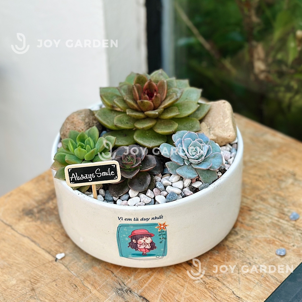 Sen đá mix [Chậu TL16]