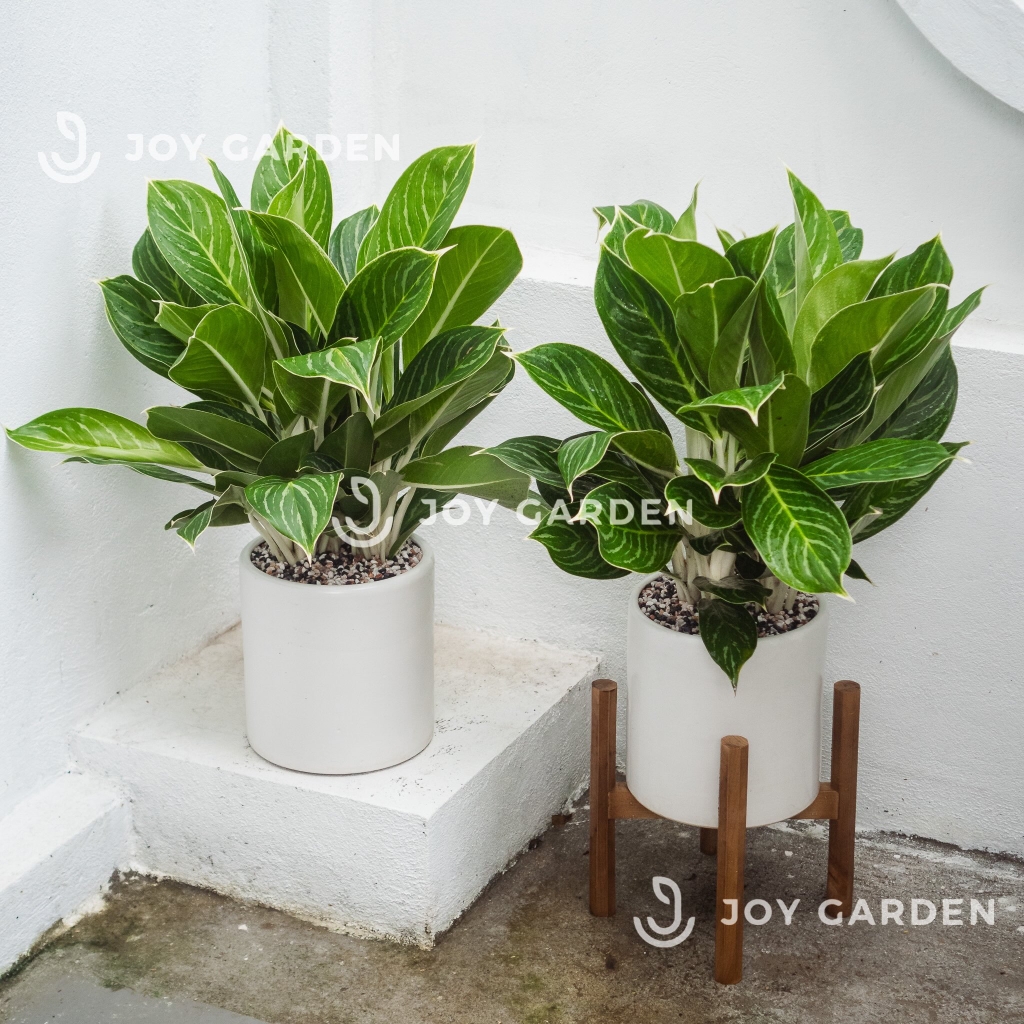 Bạch mã hoàng tử [Chậu T22]