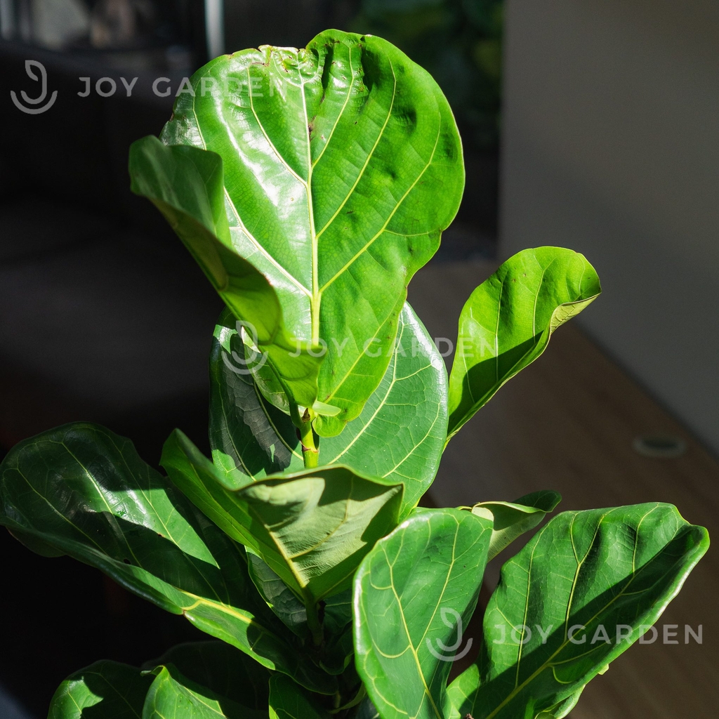 Bàng sing [Chậu Trụ 28]