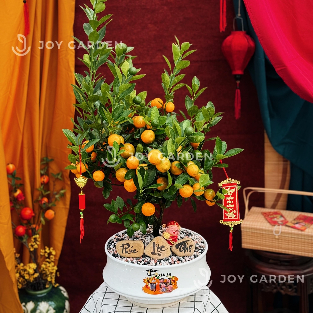 Quất hoàng kim Vạn Tài [DN26]