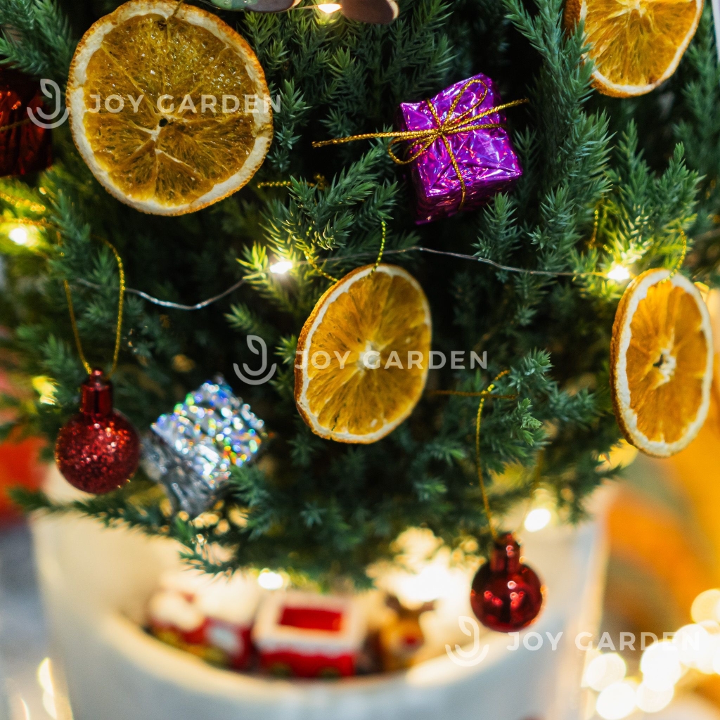 Set Merry Nón [Tông Cam] Size L