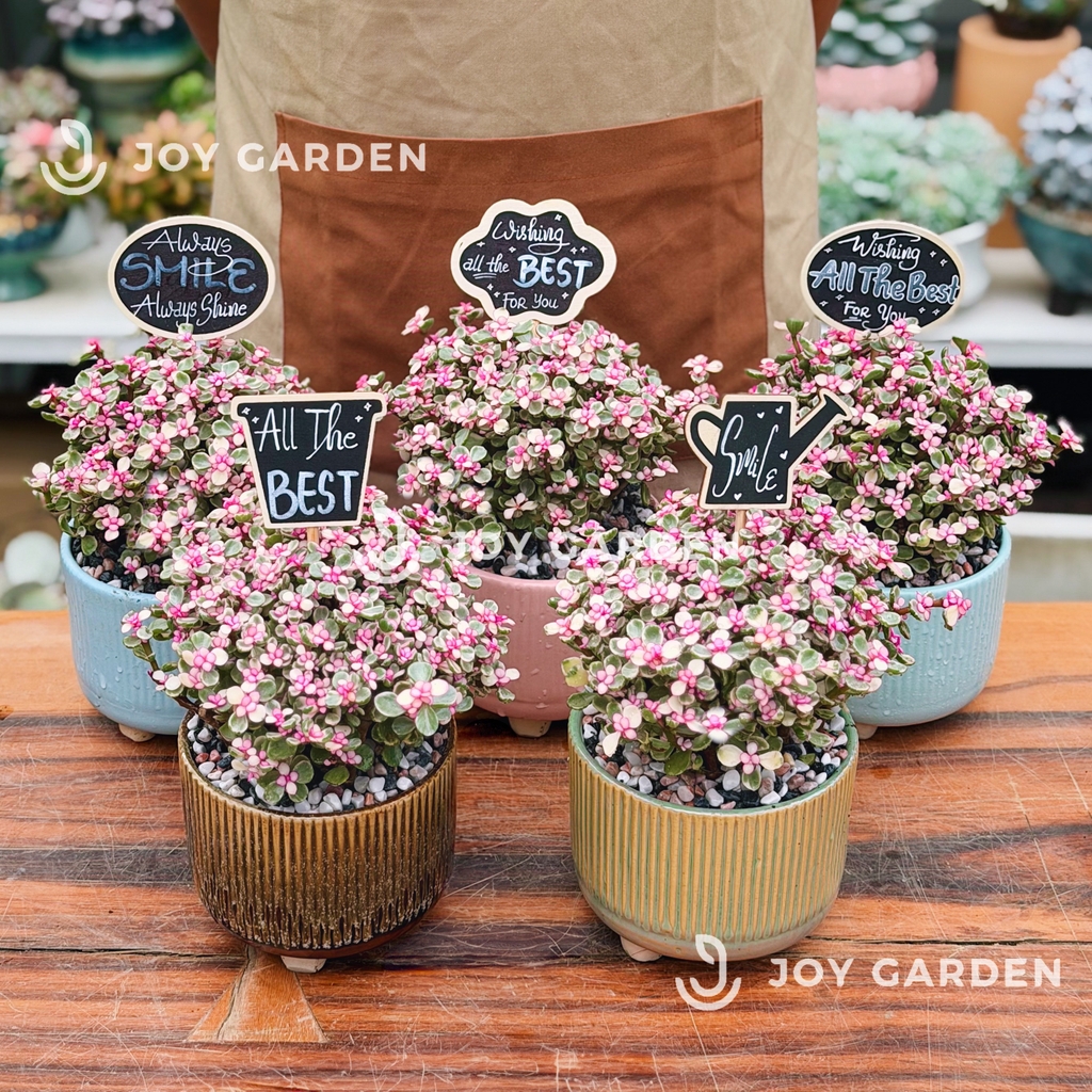 Đô la Sakura [Chậu CT13]