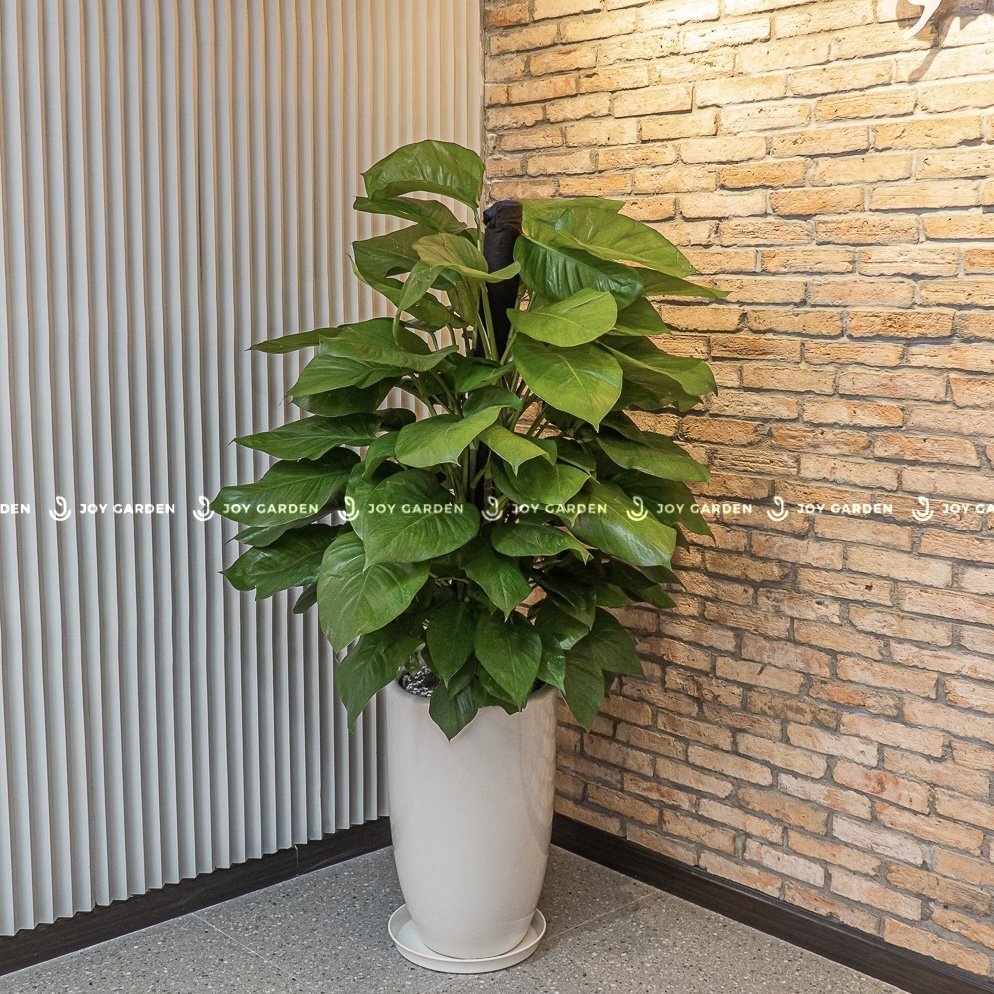 Trầu bà cột [Chậu ly trắng]