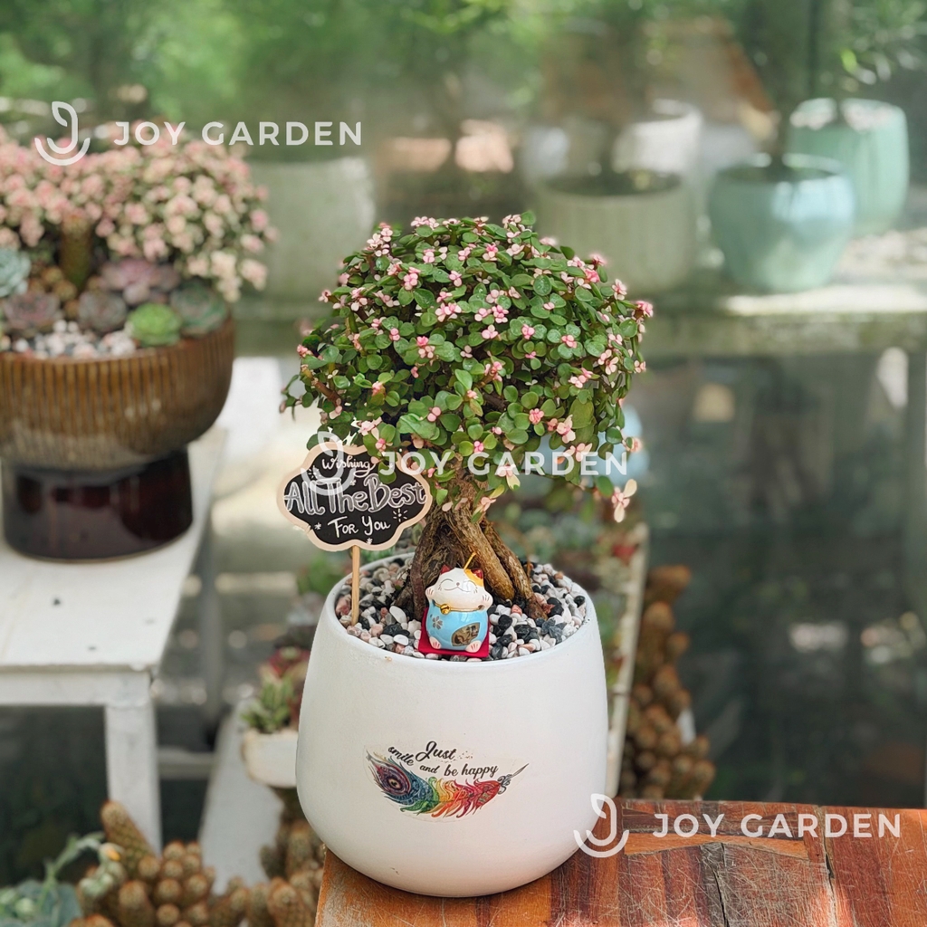 Đô la cổ thụ [Chậu L16]