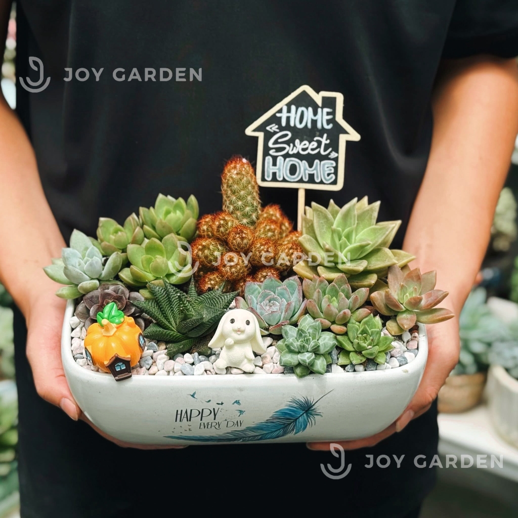 Sen đá mix [Chậu Thuyền]