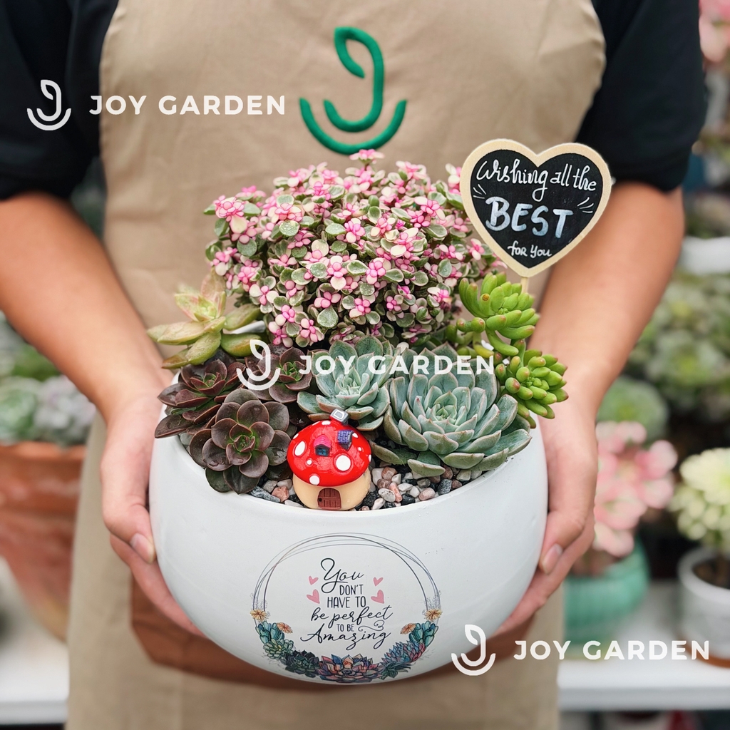 Đô la mix Sen đá [Chậu D18]