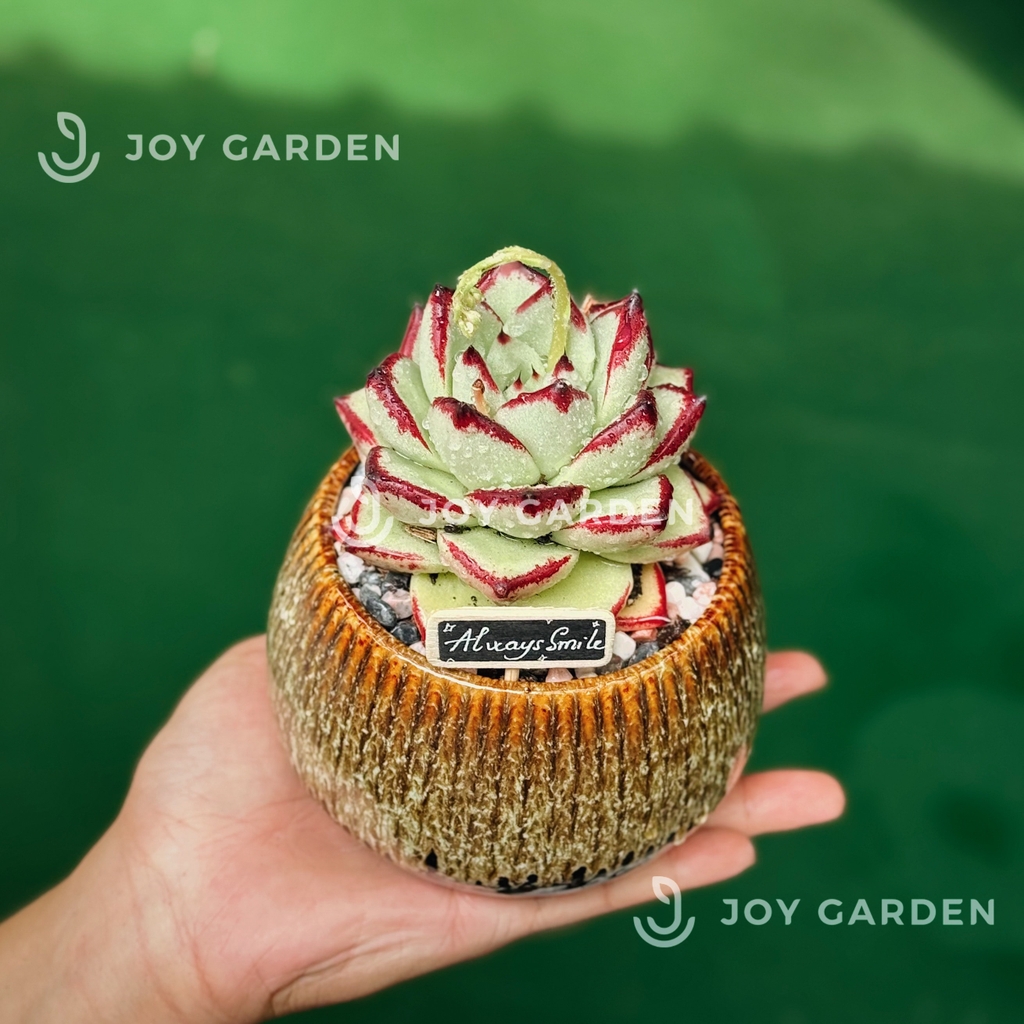 Sen đá Đế Vương [Chậu Hỏa biến]