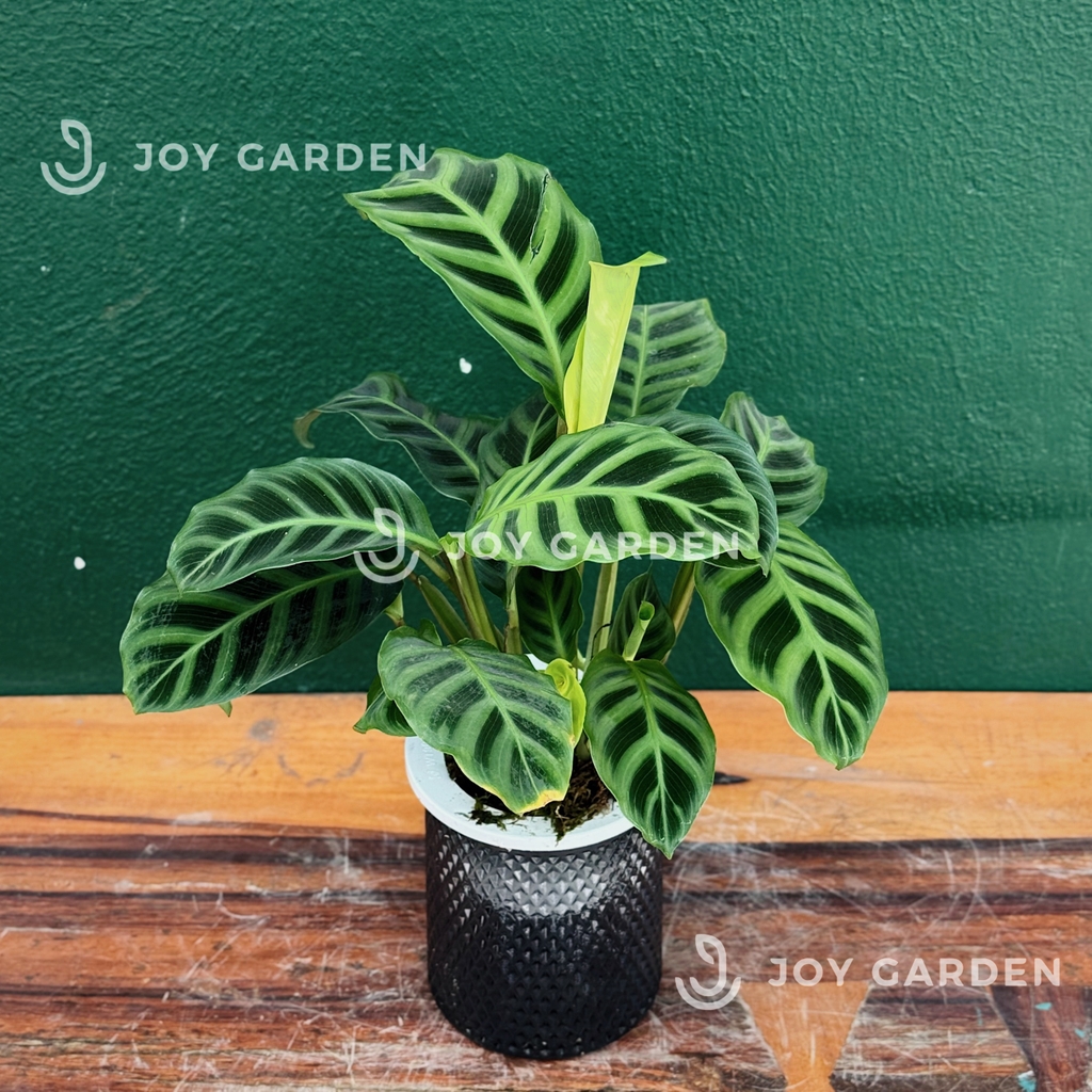 Đuôi Công xanh thủy sinh