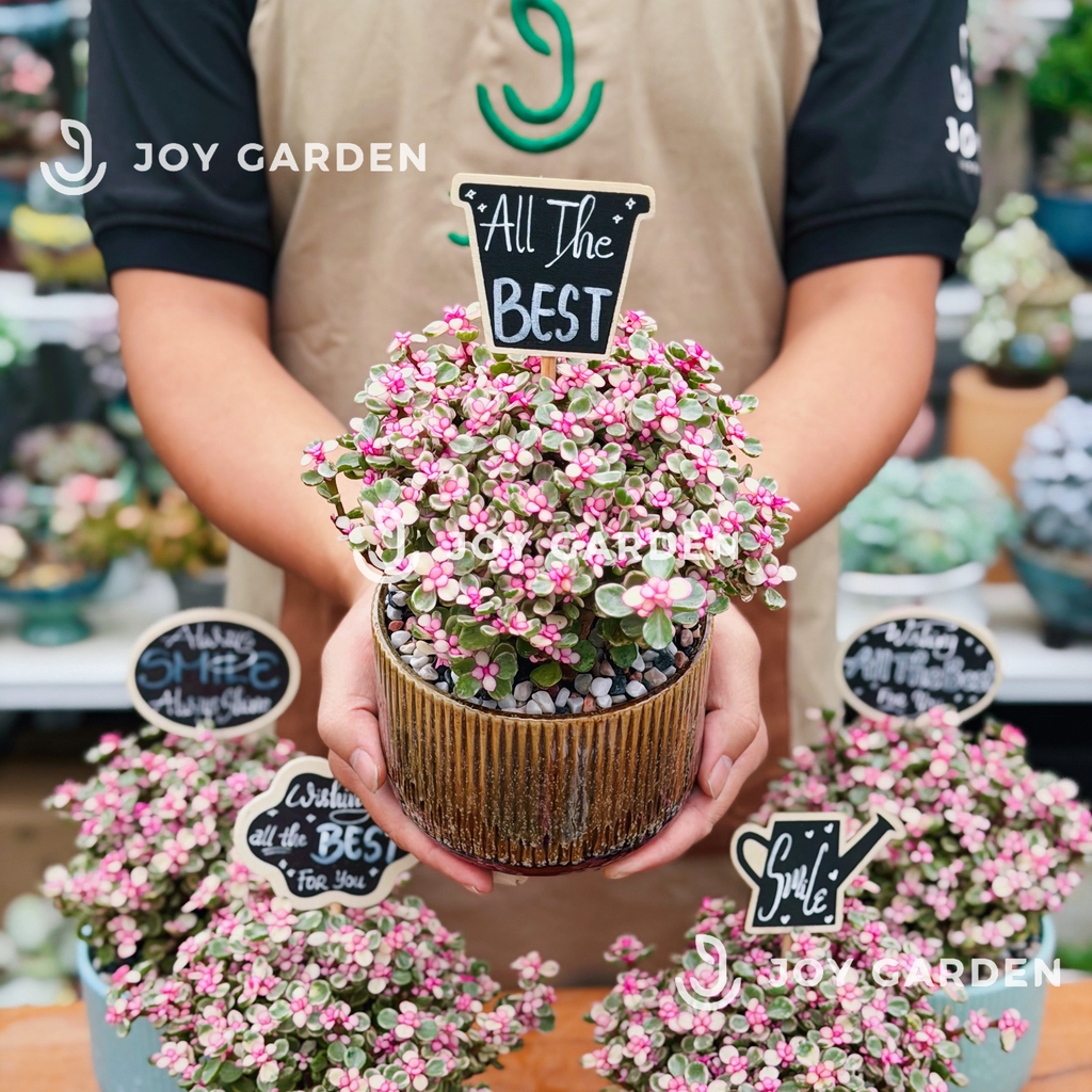 Đô la Sakura [Chậu CT13]