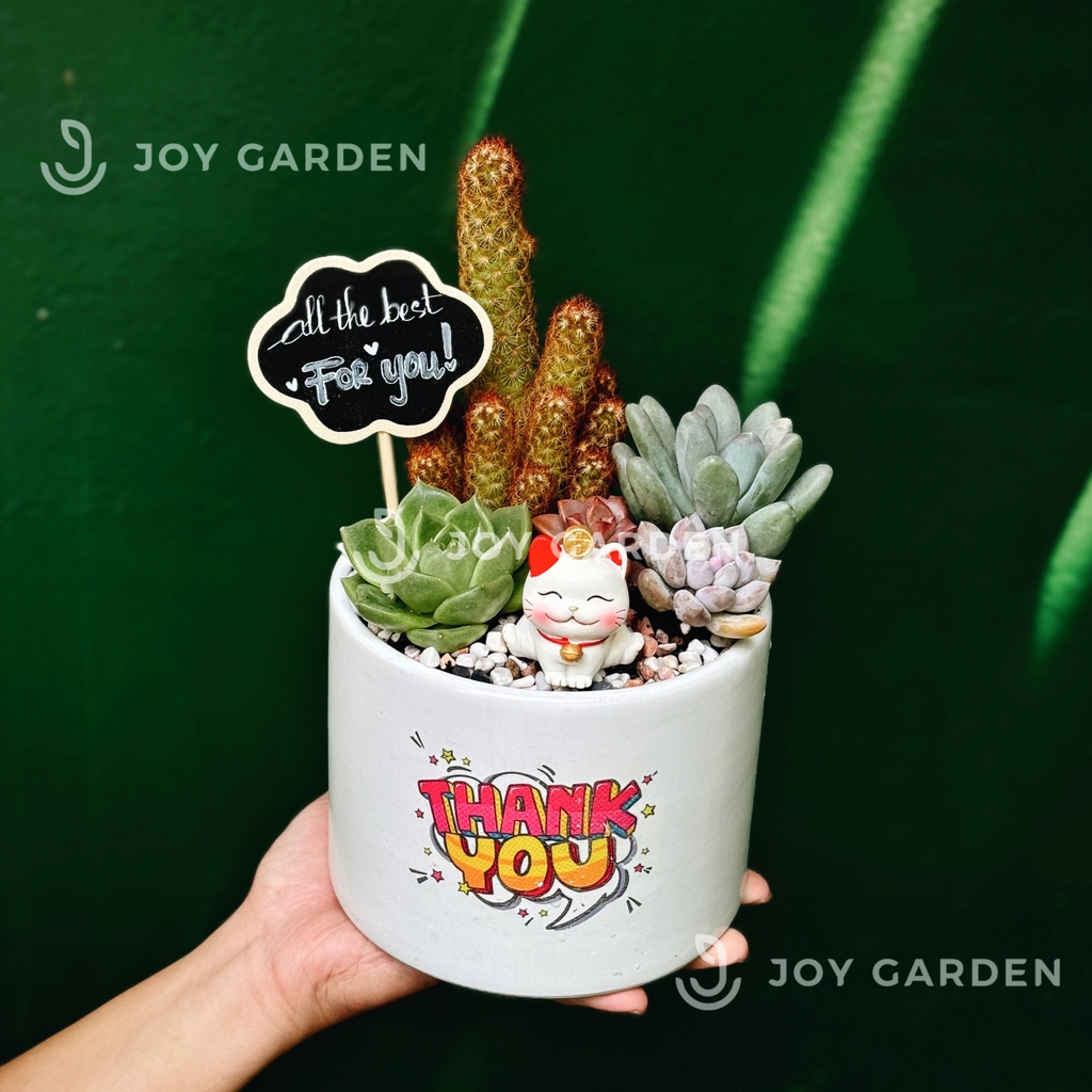 Thạch trụ mix [Chậu T15]