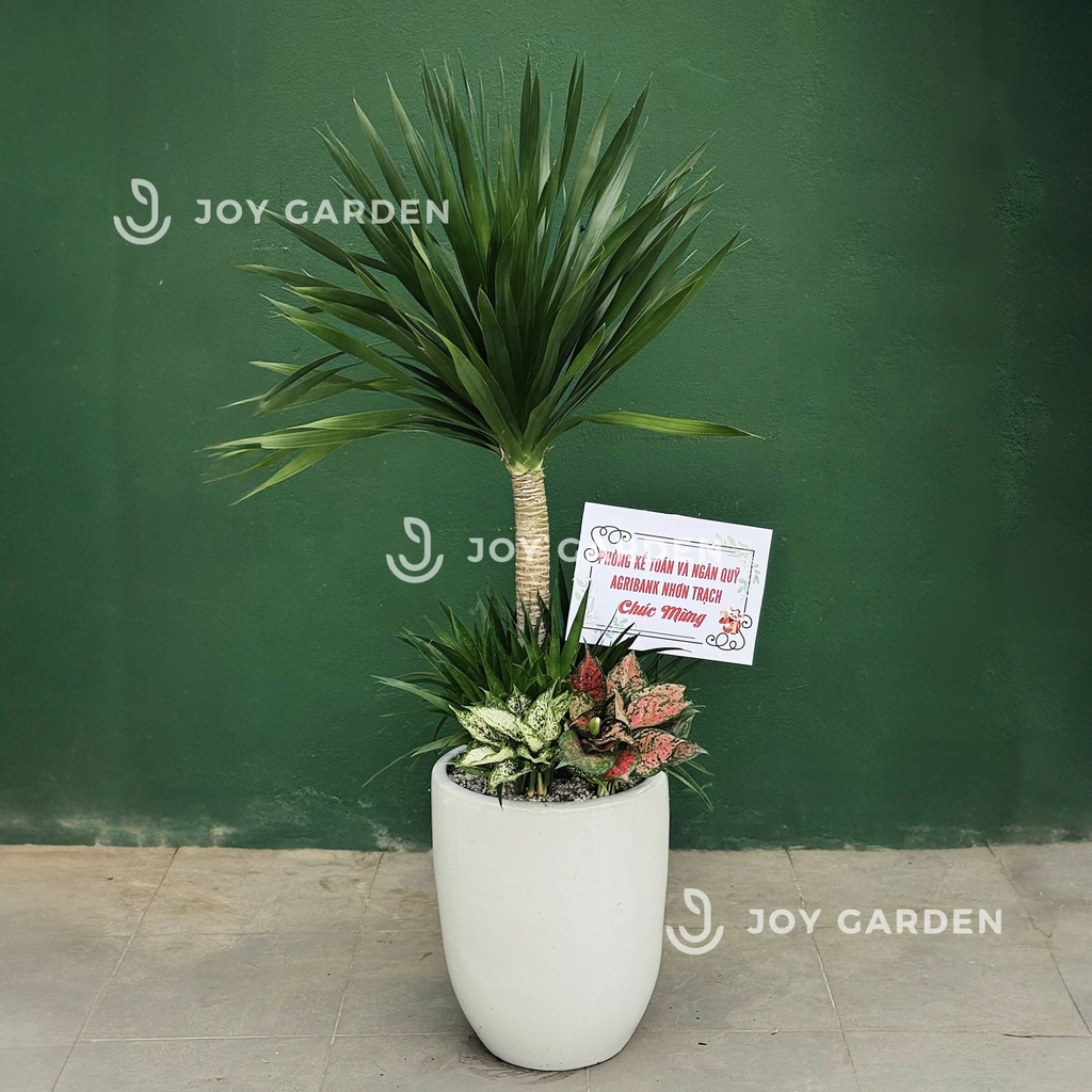 Set Phát tài Phát lộc [Chậu ly trắng]