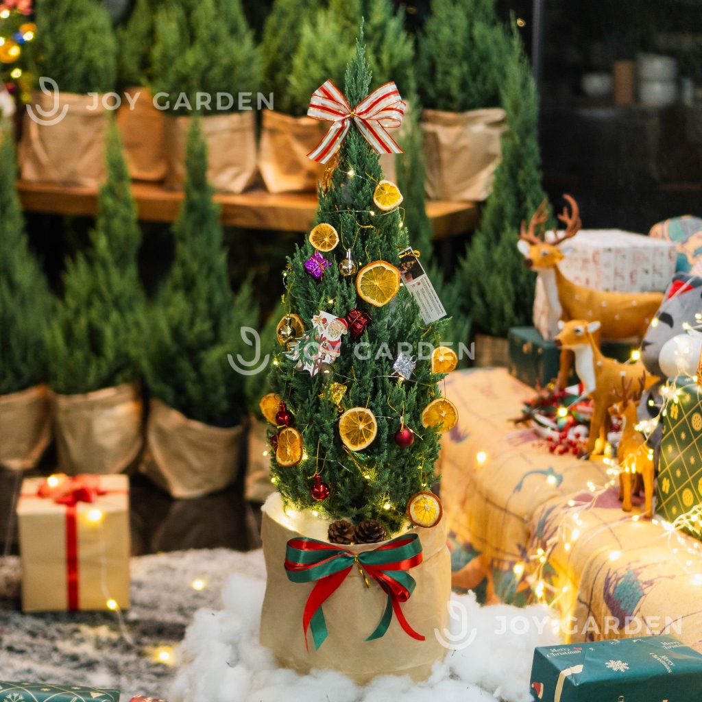 Set Tùng Kraft [Tông Cam] Size L