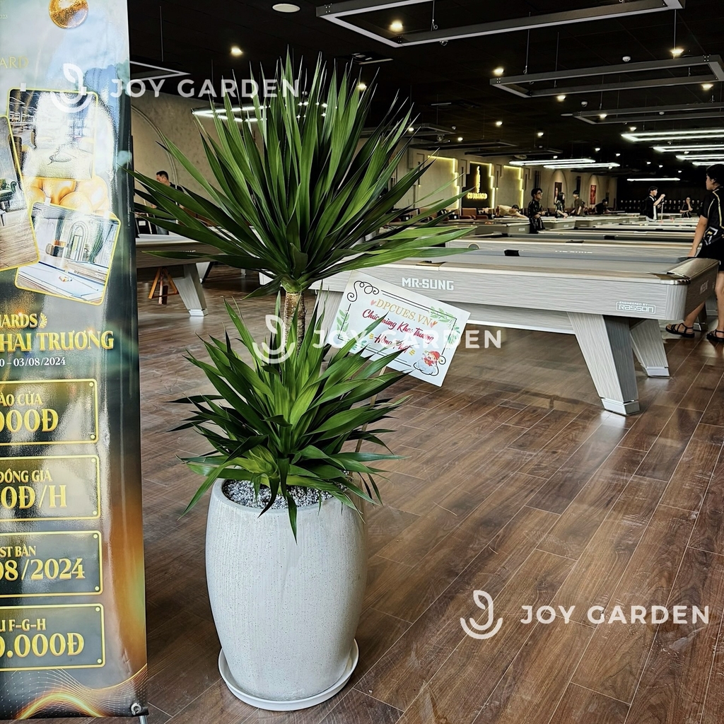 Phát tài núi [Chậu xám lớn]