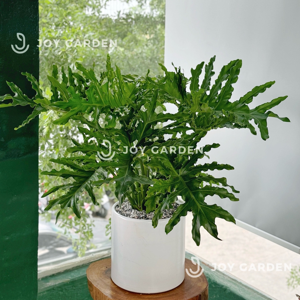 Trầu bà thanh xuân [Chậu T28]