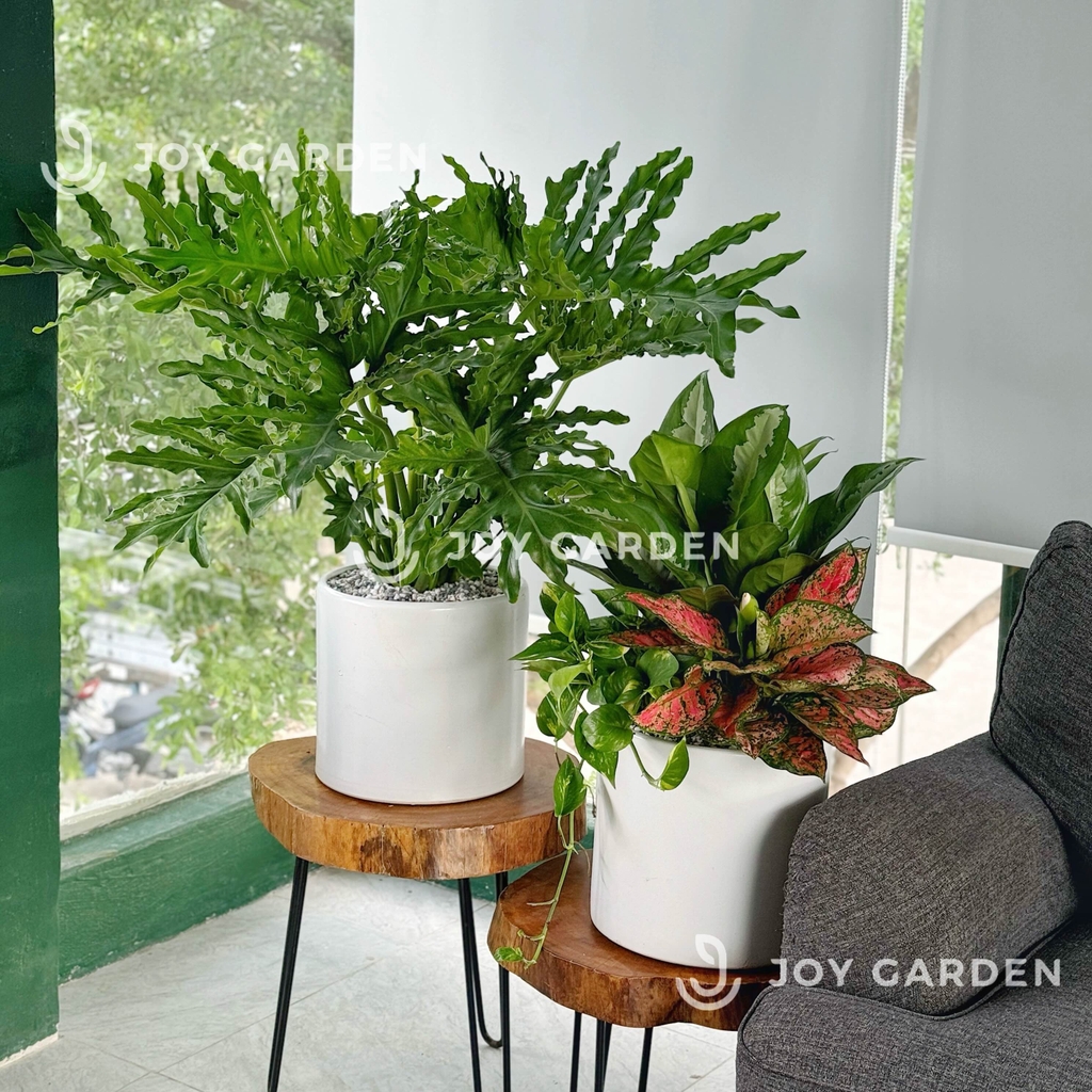 Set Vạn Phúc Vạn Lộc