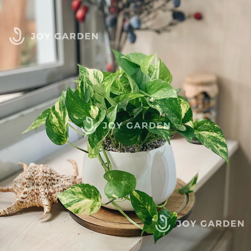 Trầu bà [Chậu D18]