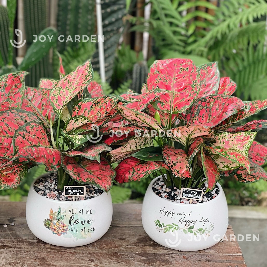 Vạn lộc [Chậu D14]