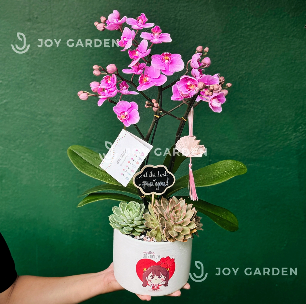 Tiểu Hồ điệp Tím [Chậu Cute]