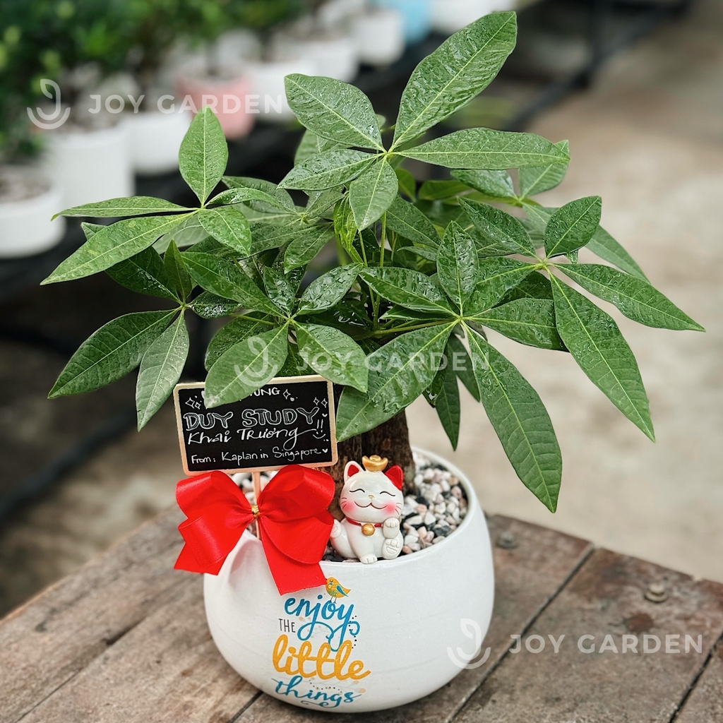 Kim ngân Khai trương [Chậu D14]