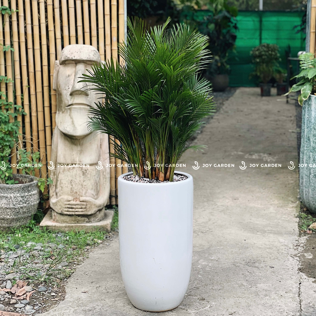 Cau Đài Loan Chậu Ly Trắng [Areca palm w Tall Planter]