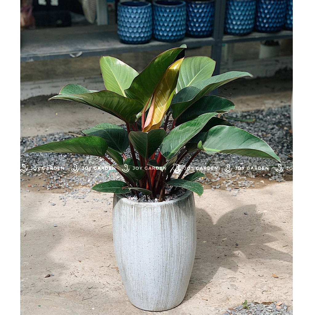 Đế vương đỏ [Chậu xám nhỏ]