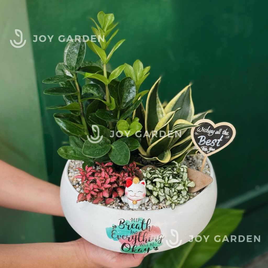 Tiểu cảnh Kim Tiền Cát Tường