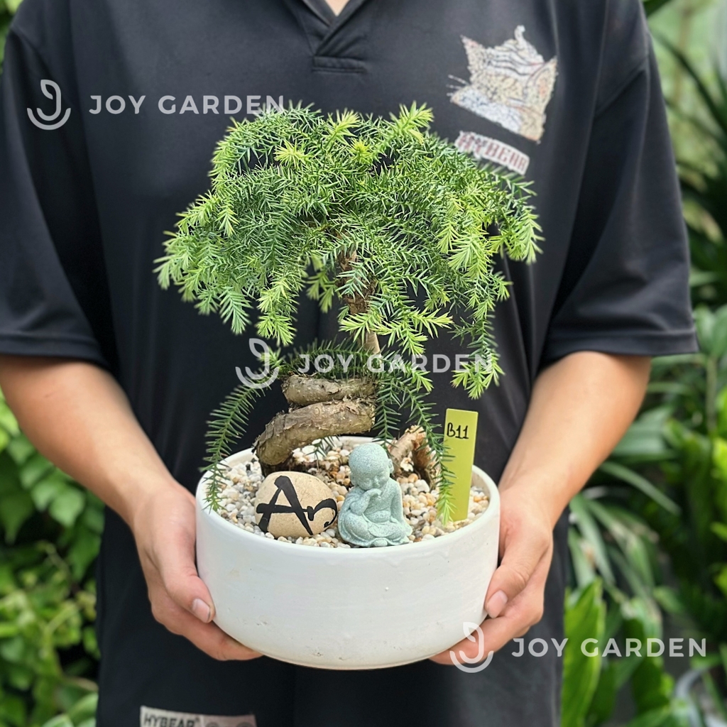 Tùng bồng lai size nhỏ [Chậu TL20]