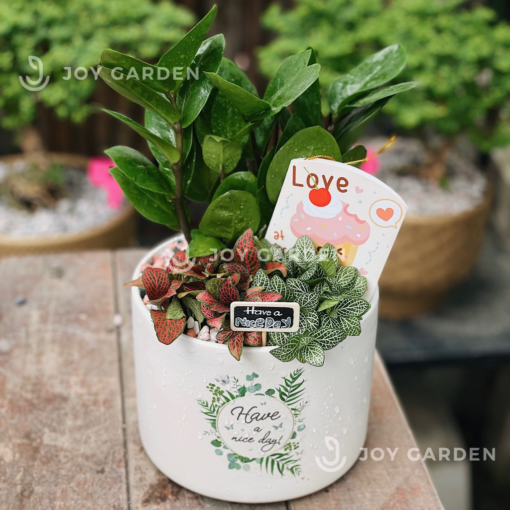 Kim tiền mix [Chậu T15]