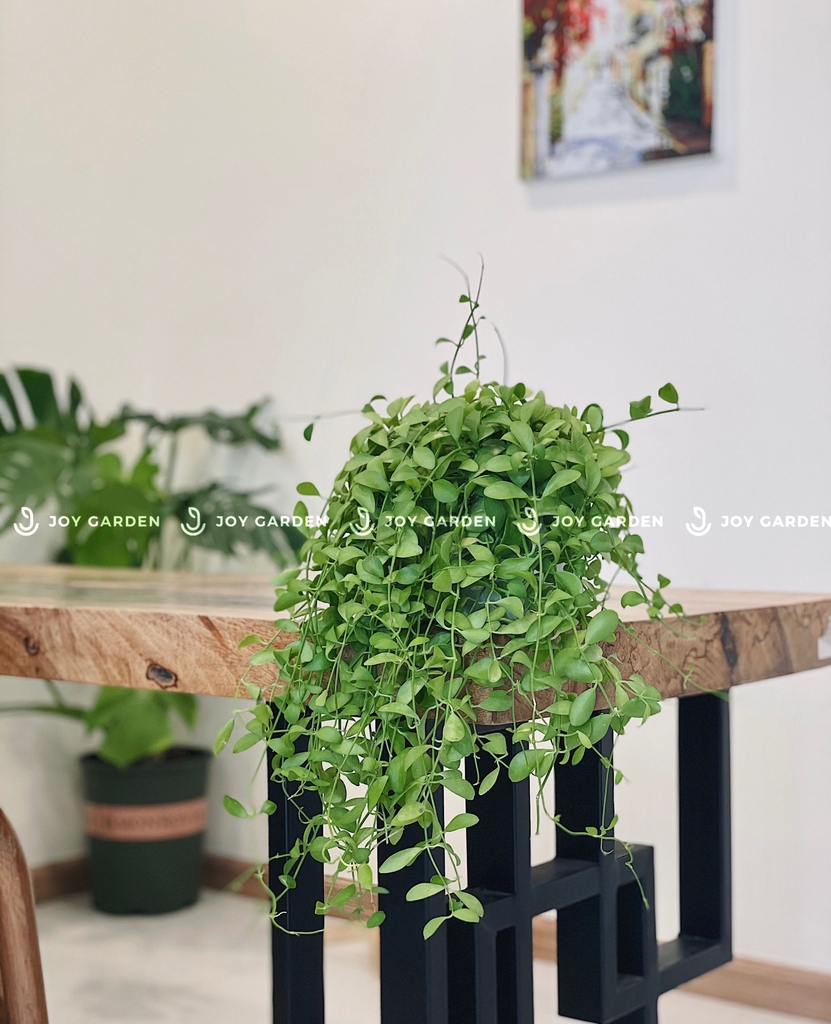 Lan hạt dưa [Chậu T1517]