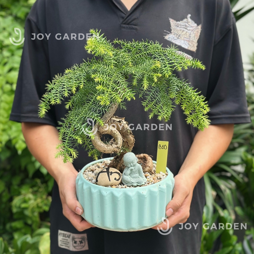 Tùng bồng lai size nhỏ [Chậu TL20]