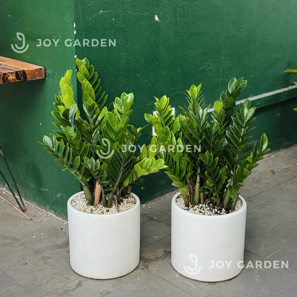 Kim tiền [Chậu T28]