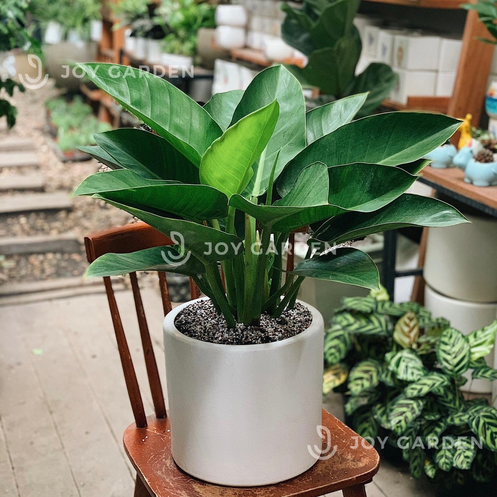 Đế vương xanh [Chậu T28]