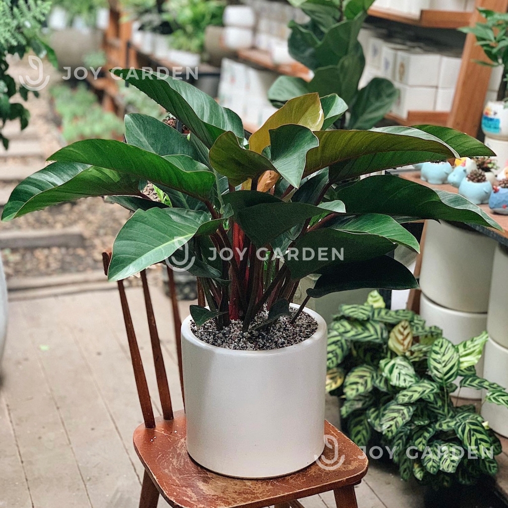 Đế vương đỏ [Chậu T28]